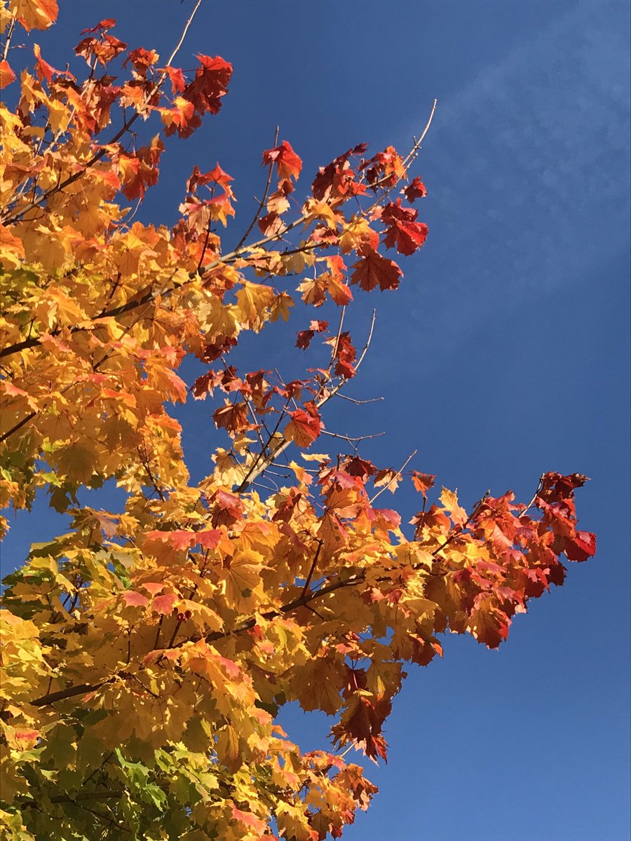 FirstForFamily's tweet photo. When someone asks my favourite colour, I say #autumn https://t.co/u4Qlm3Fype