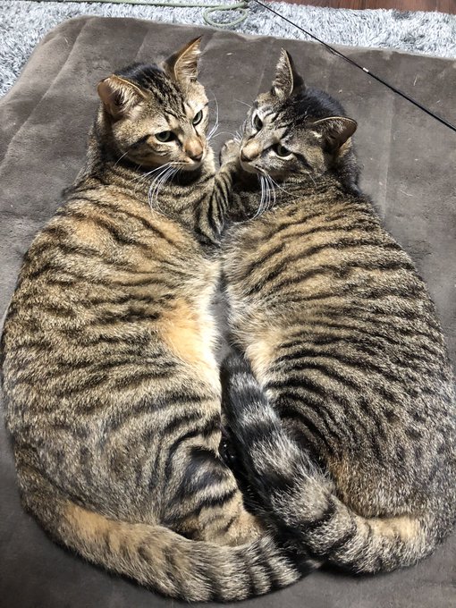 Keyword Stats 2020-10-23 at 17_26_50