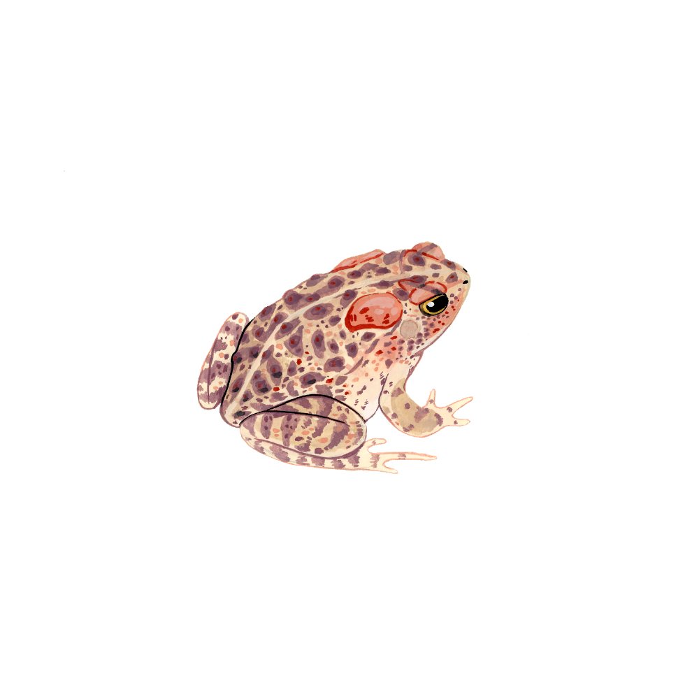 southern toad (anaxyrus terrestris) for #wildoctoberart prompt Nocturnal