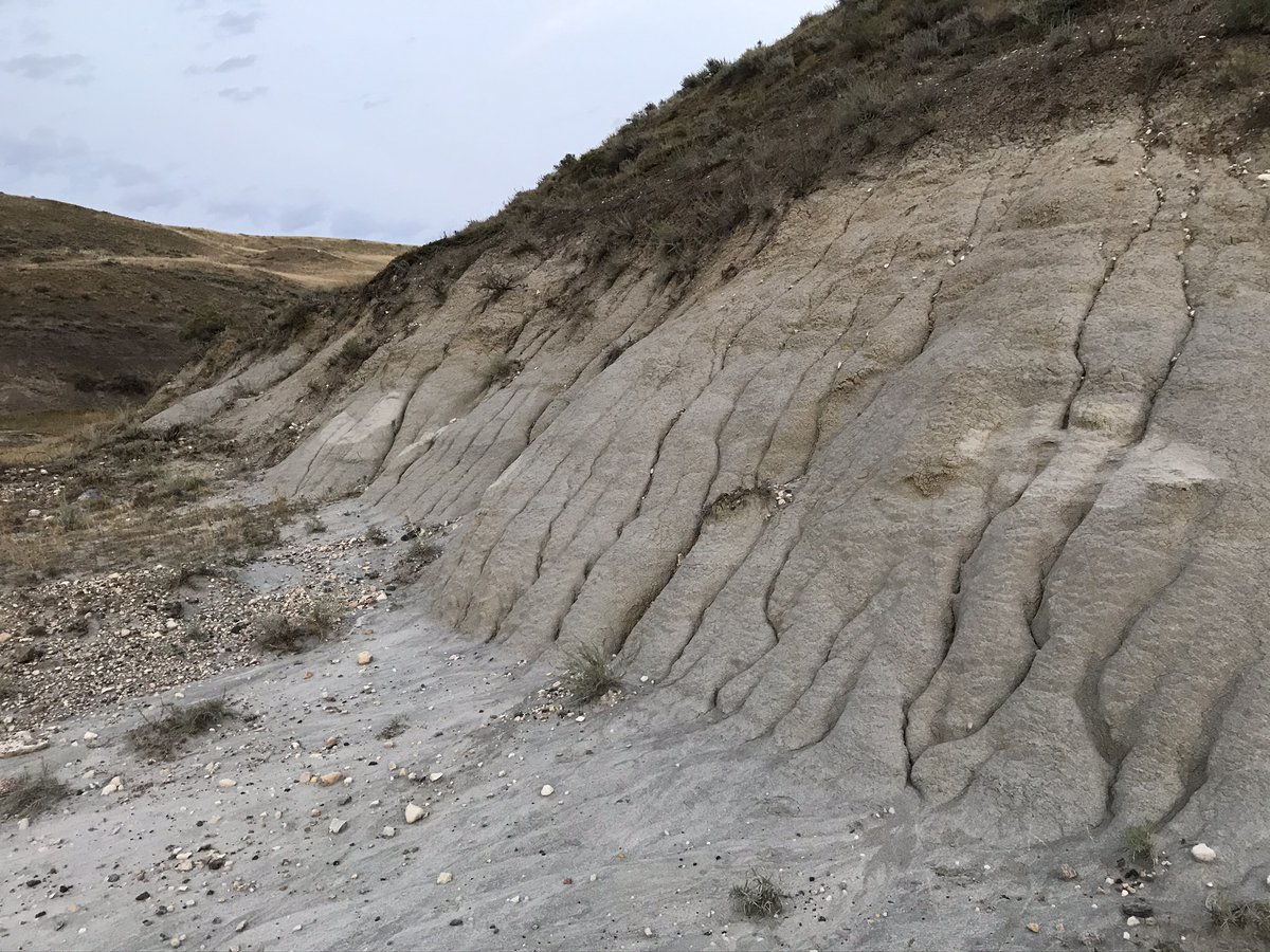 MADPpaleo's tweet photo. Last week we spent a day looking for the incorrectly mapped @RoyalTyrrell Gorgosaurus libratus quarry for TMP.1968.3.1 Where it was mapped is almost only grass (pic1), hwvr, 1968 photos show it elsewhere. Fortunately we found the original quarry 1040m from map point! https://t.co/c57XBI3I3u
