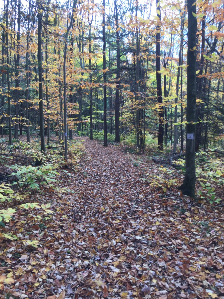 CoachMusaSW's tweet photo. The #sullivanwestathletics  #hiking unit is awesome! 
....I also feel like a step competition is brewing 😏
@SWCSDAthletics @sullivanwesths https://t.co/h370GqjXn8