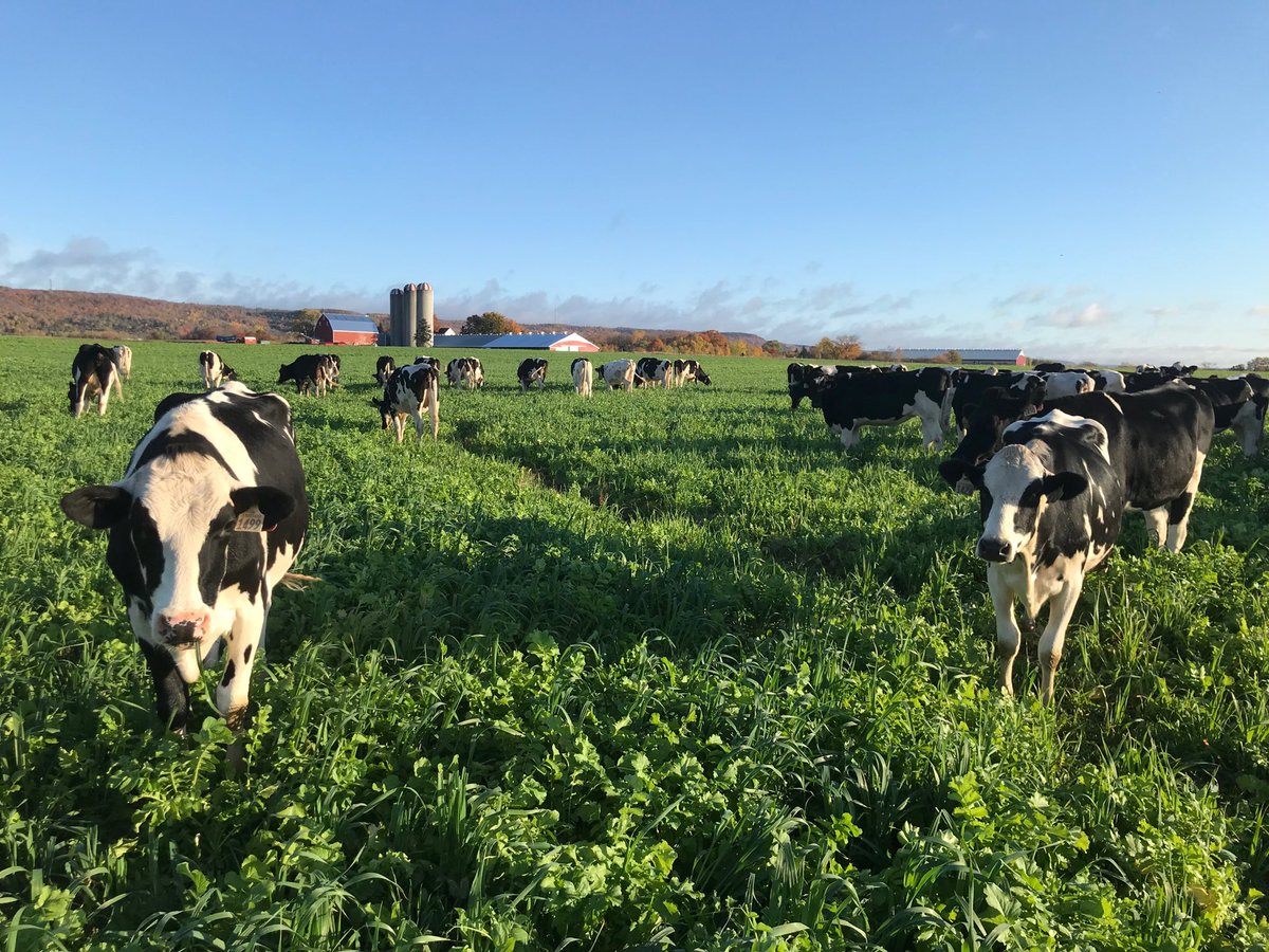 Liked what you did ⁦<a href="/NSnotiller/">Brian Newcombe</a>⁩ so we put the bred heifers out on our cover crop too