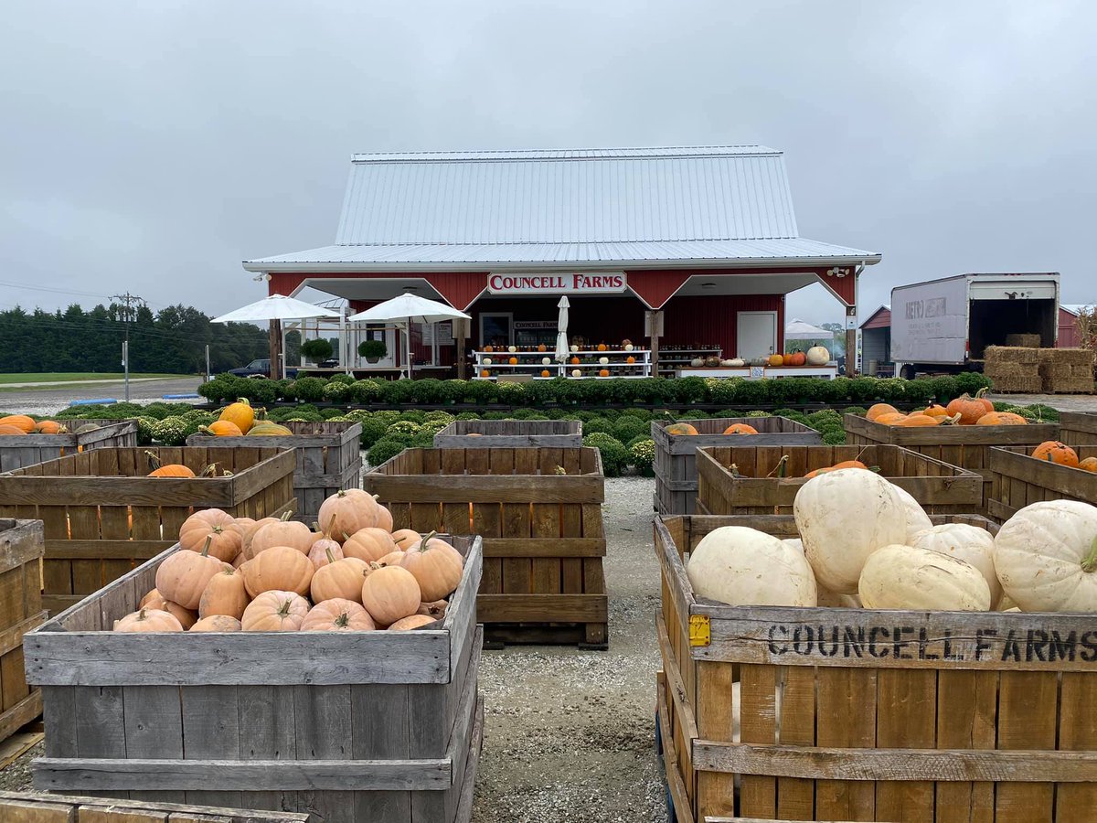 Excessive rain may have prevented the availability of pick your own pumpkin patches, but there's still plenty of farm fresh pumpkins being sold at farmers markets. https://t.co/prKG6GhR83 #MyMdFarmers #MarylandFarms #Pumpkins https://t.co/iKcMLsJ4VM