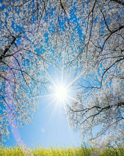 RosycrossUSA's tweet photo. What is false is anguish to the heart, but the truth brings joyful serenity. Rumi
#awakening #spiritualenlightenment #gnosis #rosicrucian #meaningoflife #inititation #selfknowledge #alchemy #spirituality #spiritualenlightenment #consciousness #kundalini https://t.co/6ig7J0K33w