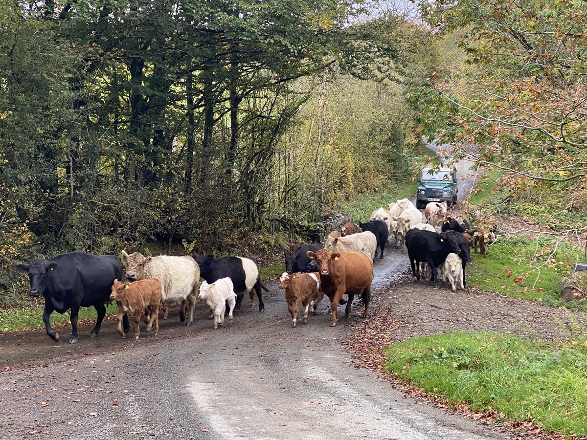 newlandfarm's tweet photo. Shifted the Autumn calvers today #Pairs #FreshBite https://t.co/klSqQesuUW