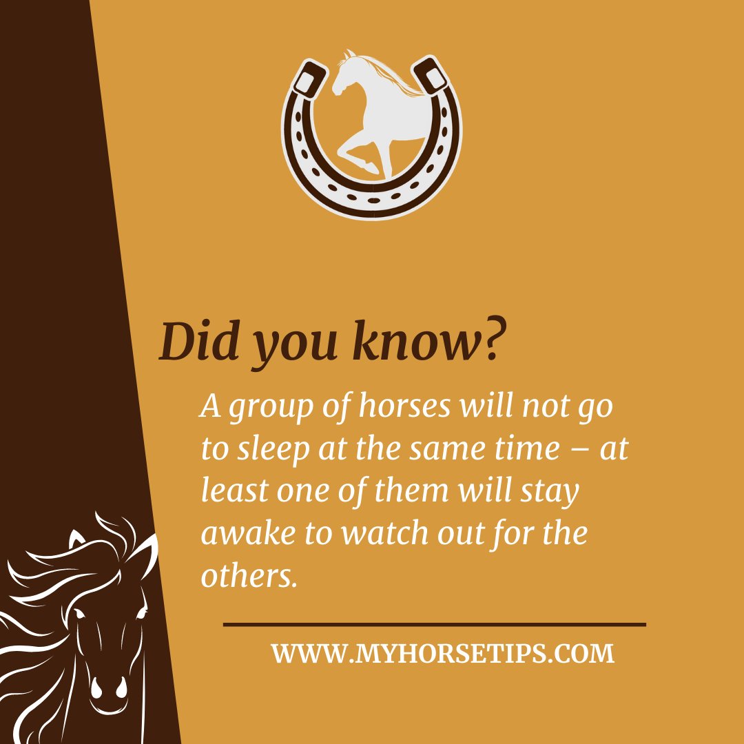 MyHorseTips_'s tweet photo. A true friendship! 🐴 If you know another fun facts about horses like this one, remember to share it with us in the comments. 👇
#HorseshoeTheory #HorseRacing #clintonanderson #arabianhorse #morganhorse #caballosnosonobjetos #caballos #horses #horse #AnimalCrossingNewHorizons https://t.co/5yEy61g56g