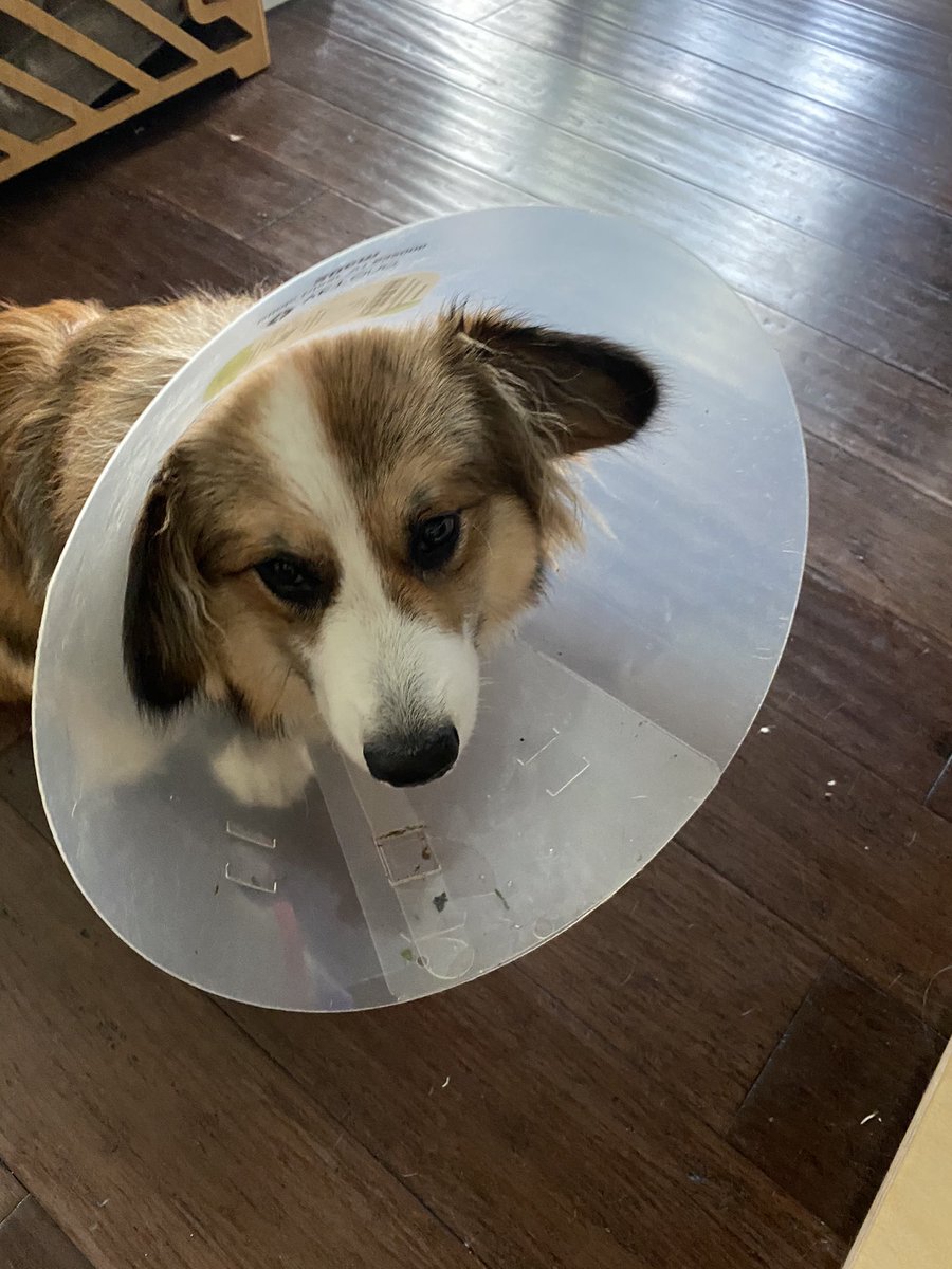 His ears are too big for the cone