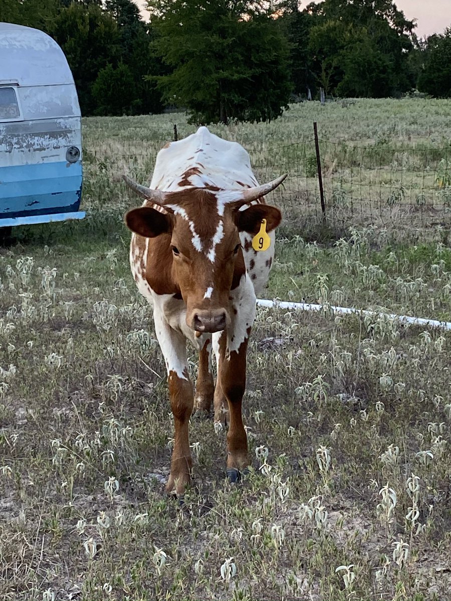 LonghornsBm's tweet photo. Hate to do it but I have to put this pretty girl up for sale. She’s in Eustace, Tx. If anyone has any other questions feel free to message me! https://t.co/cKDSxnfAHZ