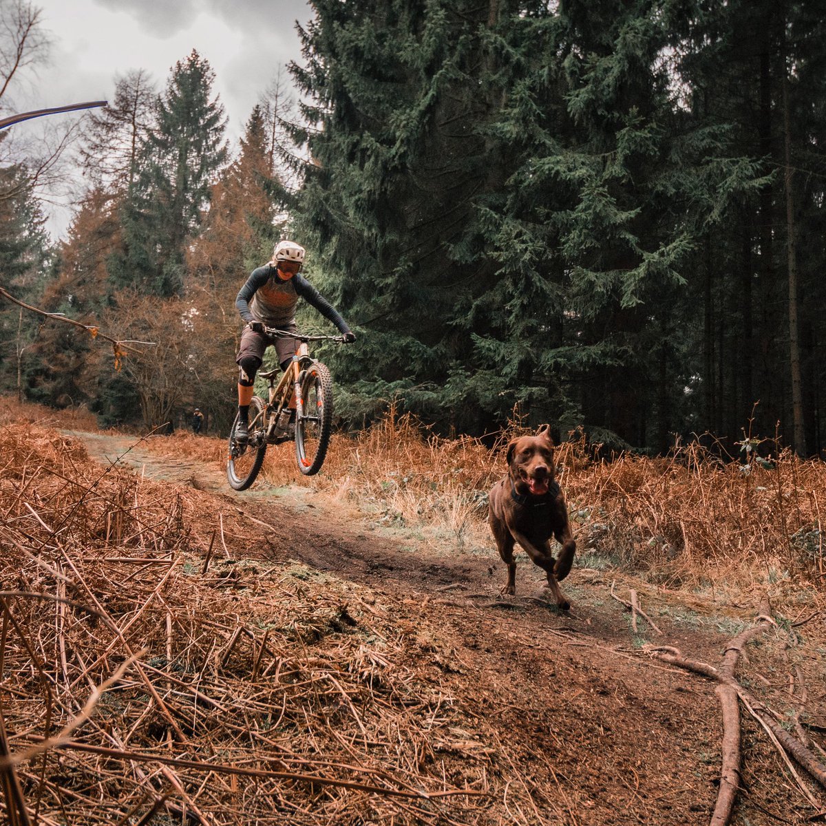 Pivot_CyclesUSA's tweet photo. It’s national #makeadogsday so of course we are gonna post a #pivotpup photo. Here’s @laurazeitschel and Anton living it up on the trail.
.
📸 @impactmedia_js
#pivotcycles #firebird29 #keepitfun #livingmybestlife #puppyvibes #bestbuddies https://t.co/cUUN8Hfjww
