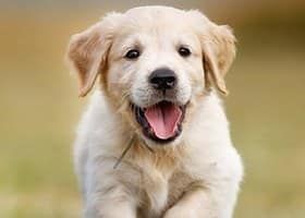 Wait a minute, I'm running to you ☺

Friends 💖💖 follow ,share &amp; tag someone also stay with us for more <a href="/dogserves/">Dog Serves</a>
:

:

:
#dogub #doggy #dogdugunevkaderindir #dogs #doggystlye #doga #adognamedsoup #dogcomms #dogers #dogface #doggface #doggingtales #doglovers
#dogmeat #dogood