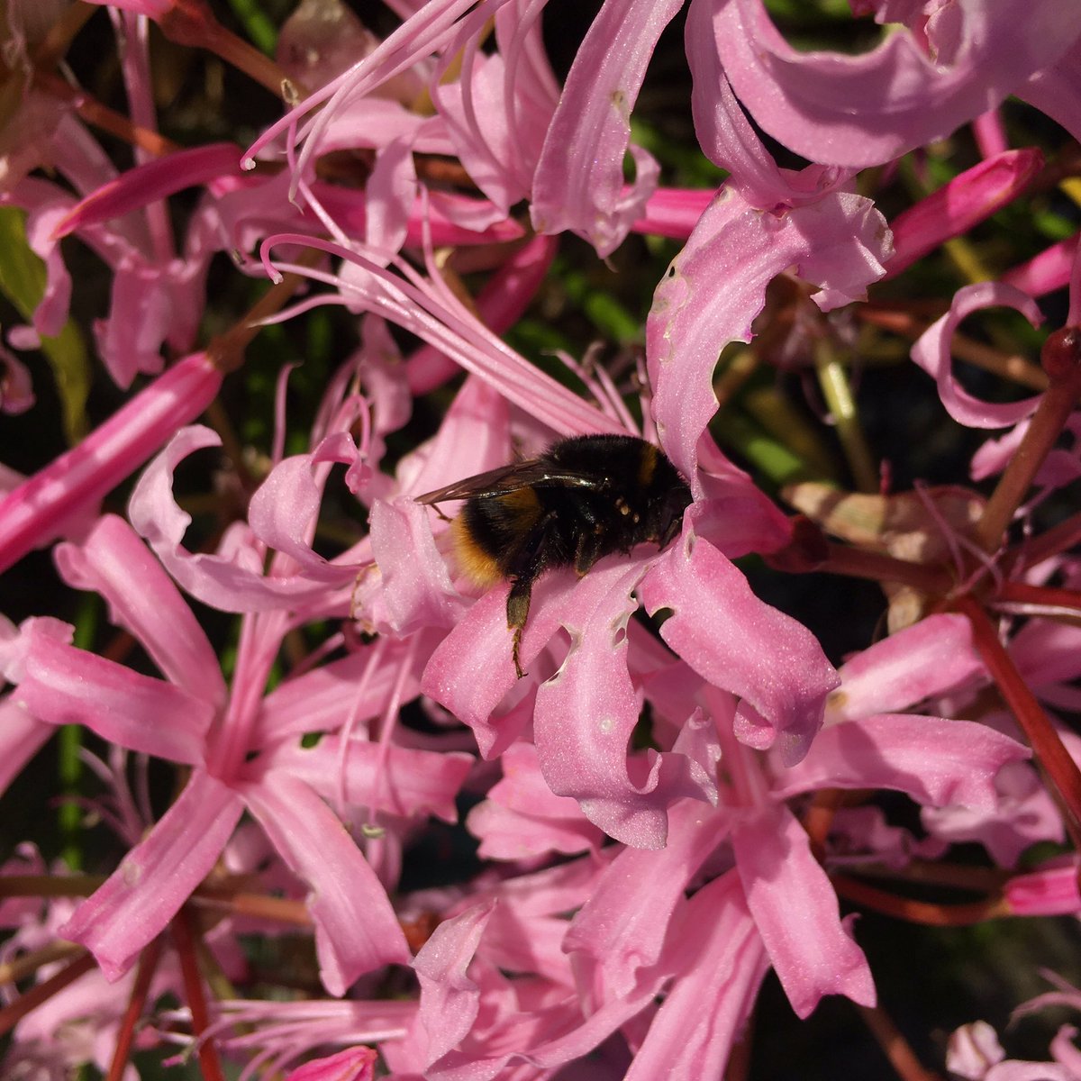 hammamelis's tweet photo. This big bear of a #bumblebee had no idea I was so close as it guzzled nectar from the #nerrines Zooming in... are they #ticks I see!?😯 thoughts anyone? 🤔 #beeExperts #bumblebees https://t.co/yaTbBWZc9e