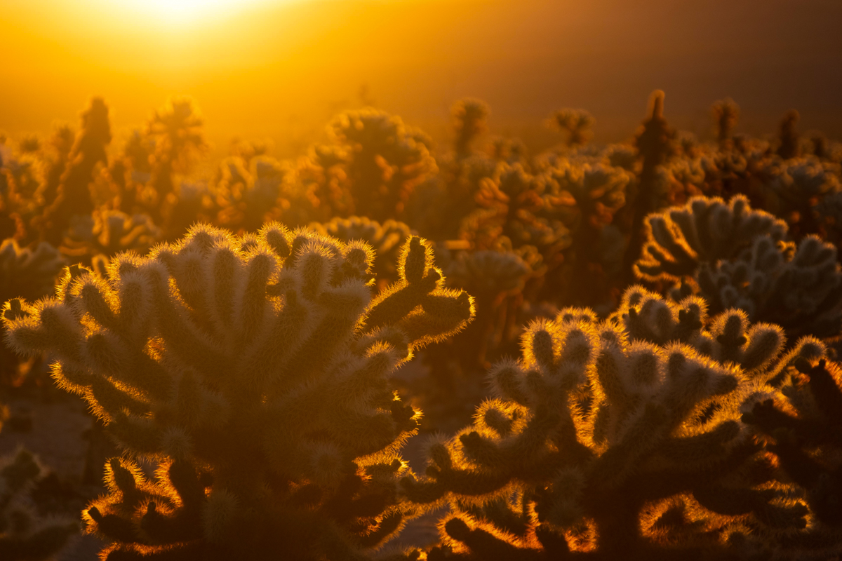 UCSB_Recreation's tweet photo. Love Joshua Tree National Park and want to learn more? Join Adventure Programs at 4 PM TODAY for a live tour! Learn fun facts about the natural and human histories. Register on Shoreline! #UCSBRec https://t.co/hvbXt5iCMN