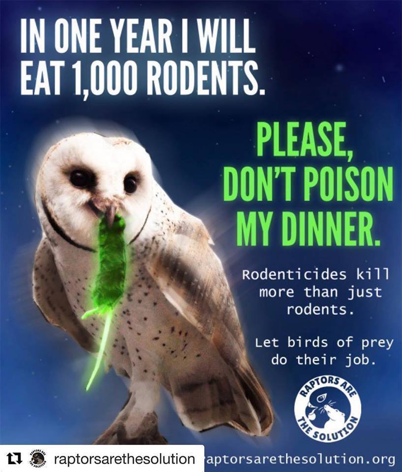 AkerWood100's tweet photo. And that goes for our hedgehogs, toads, frogs and birds that feed on beetles, caterpillars, worms, slugs and snails. If you want these visitors to your garden leave the weedkillers and while your at it ban the #leafblower.
#NoPesticides #NoFungicides #NoInsecticides #NoHerbicides https://t.co/jddFyljS0v