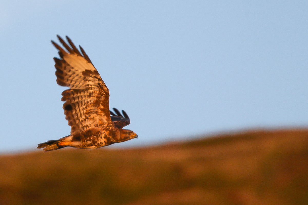Buzzard on a fly by. #buzzard #goldenhour #wildlifephotography #peakdistrict #bbcwildlifepotd #ukwildlife #canonstories #bbcspringwatch #ukbirdofprey #goytvalley #visitpeakdistrict
