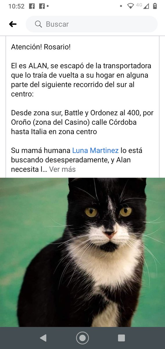 danitr4's tweet photo. Búsqueda desesperada . Alan gatito negro perdido por el transportista @cereigidoro  @sol @Protectorarosa  @pachu_penia https://t.co/6P0wGE8GZg