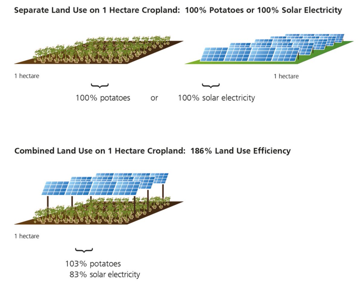 Solar+ (winter wheat, potatoes, clover and celery). Yields from crops grown under the  #agrovoltaic system - celery+12%, Winter wheat+3%, clover -8%, potatoes+3%.83% solar+103% potato = 186% productivity https://www.ise.fraunhofer.de/en/press-media/press-releases/2019/agrophotovoltaics-hight-harvesting-yield-in-hot-summer-of-2018.html