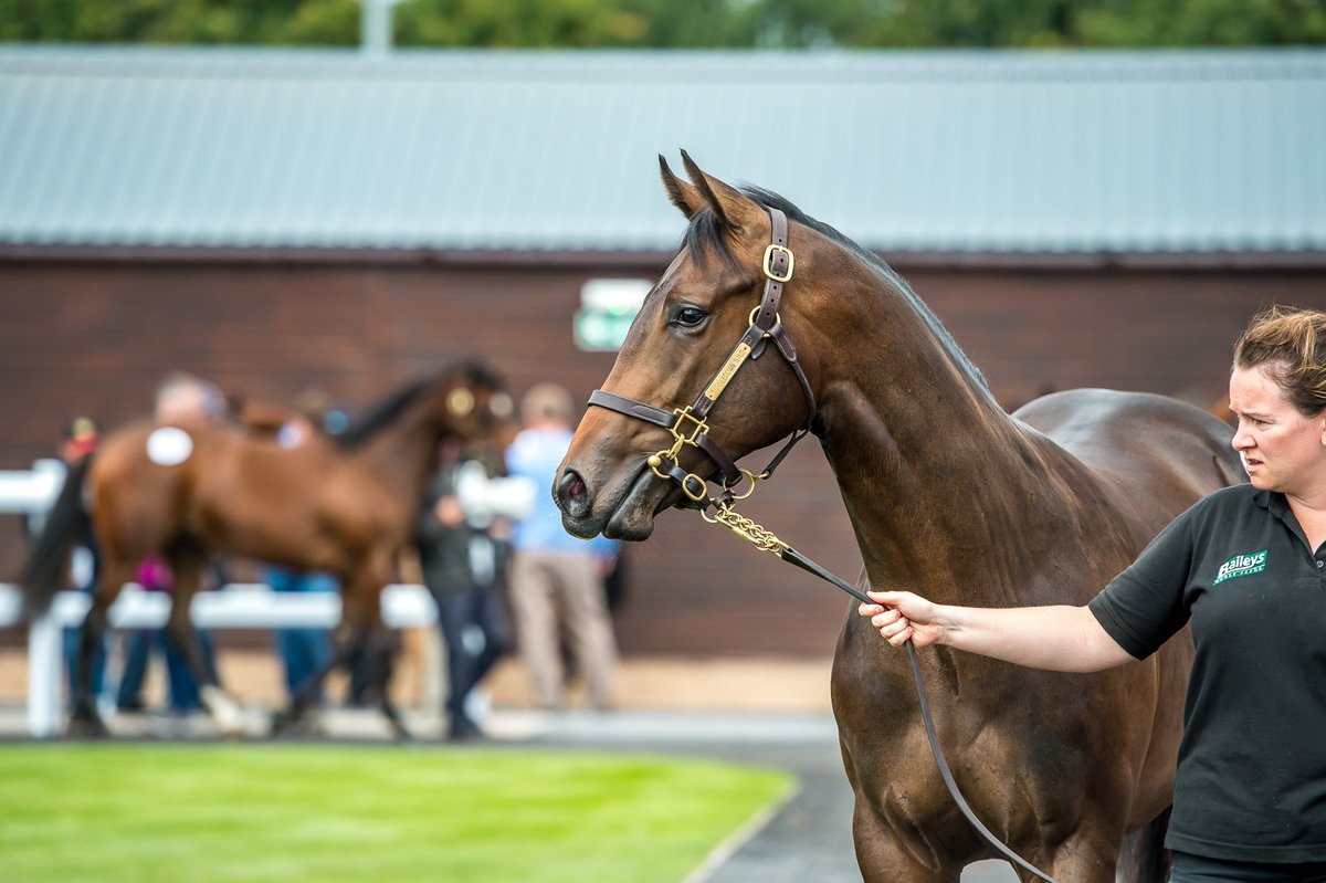 The Doncaster Autumn Sale's horses-in-training session is now complete - we now move onto the Silver Yearling Sale and Autumn Yearling Sale.
Watch the sale live here > https://t.co/c9Ol8etUr7 https://t.co/slx4wrMBLX