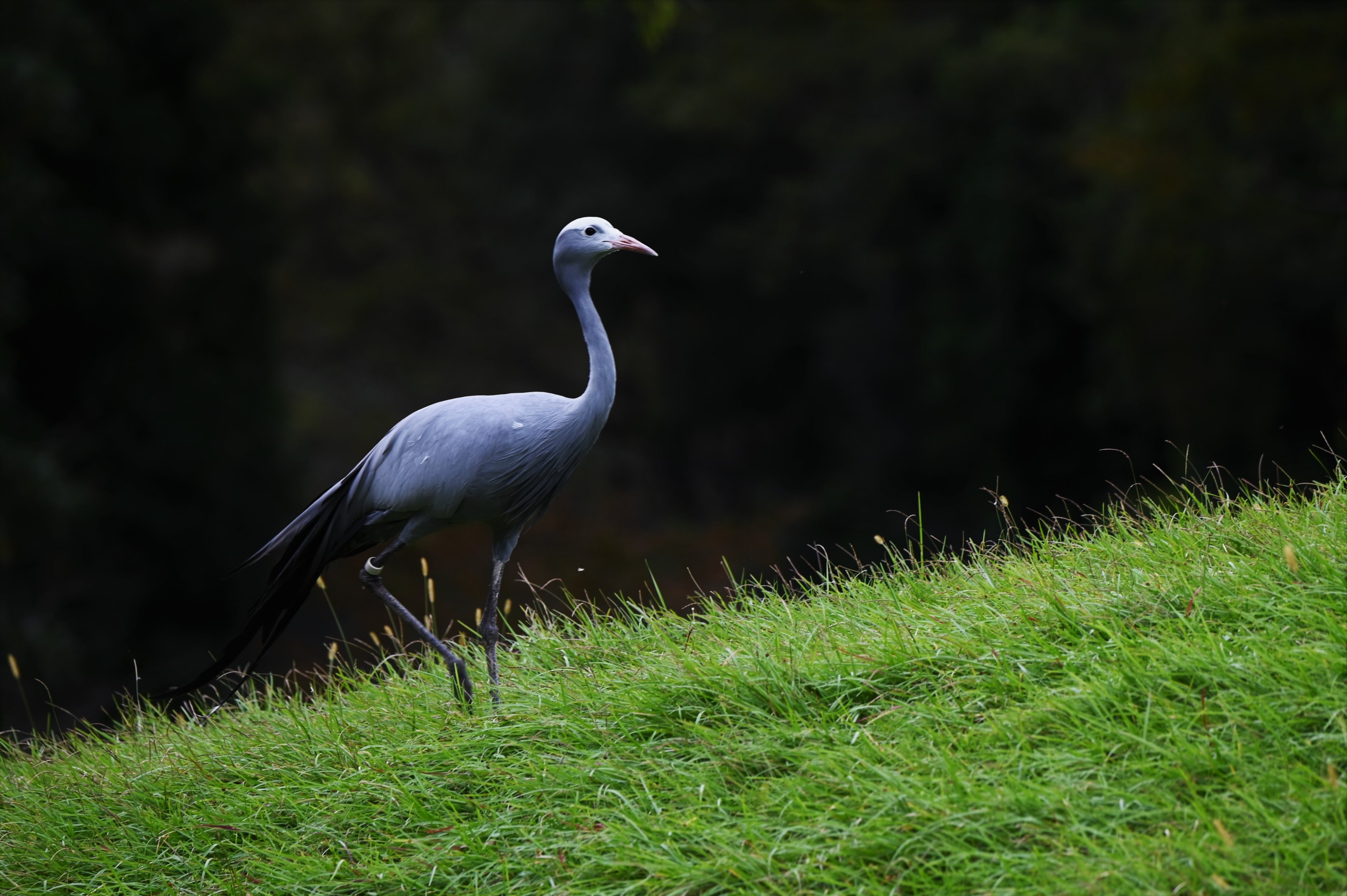 空白寺 アフリカの鳥がとてもきれい 千葉市動物公園 T Co Cc3pdqmggb Twitter