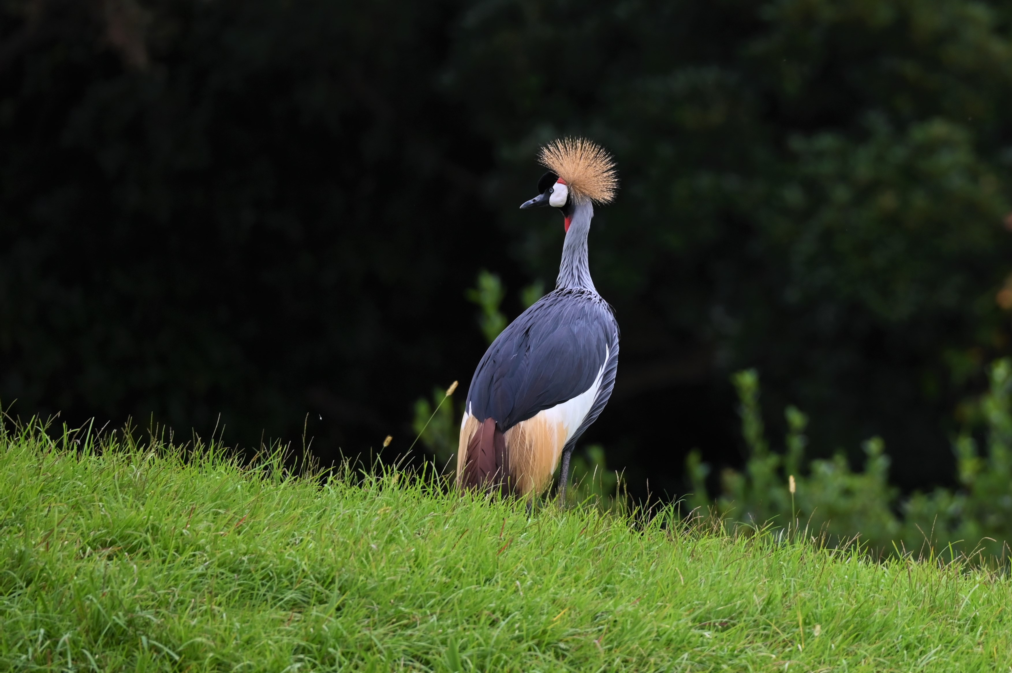 空白寺 アフリカの鳥がとてもきれい 千葉市動物公園 T Co Cc3pdqmggb Twitter