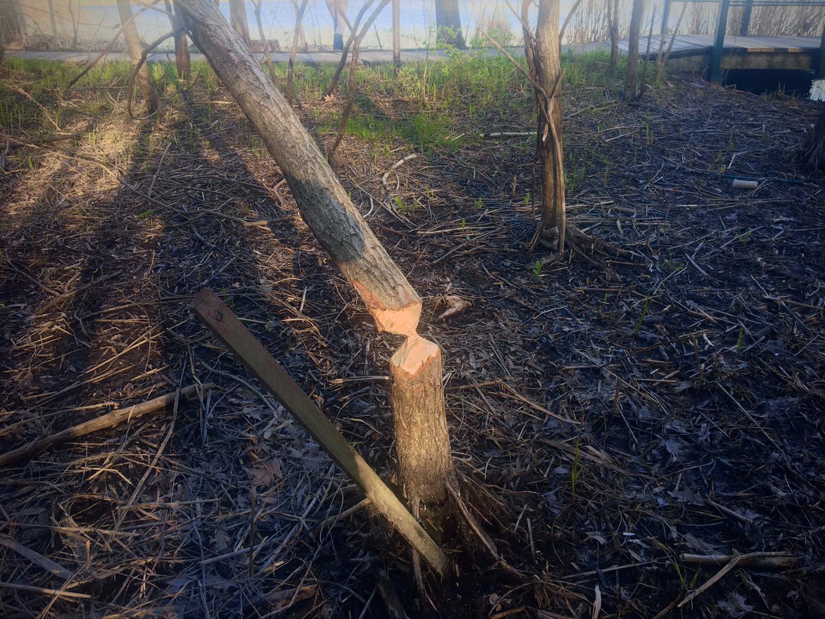 dawnbazely's tweet image. I missed your tweet.
Glad to hear you’re hanging out with trees.
My lab is participating in @TLJKelly’s #projecttree
making a #virtual forest.
I’m getting into High Park as often as possible. This from April 2020!