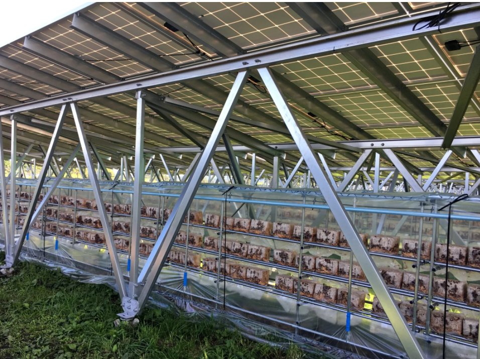Solar+mushrooms https://asia.nikkei.com/Business/Companies/Can-mushrooms-and-solar-power-fill-Japan-s-vacant-farmland