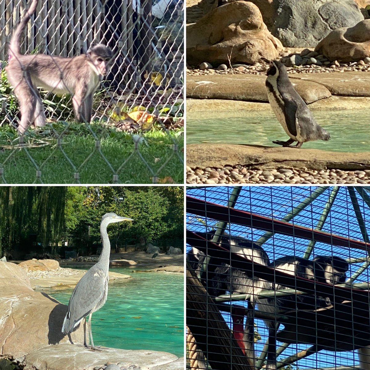 Lorraine Wright tweet media