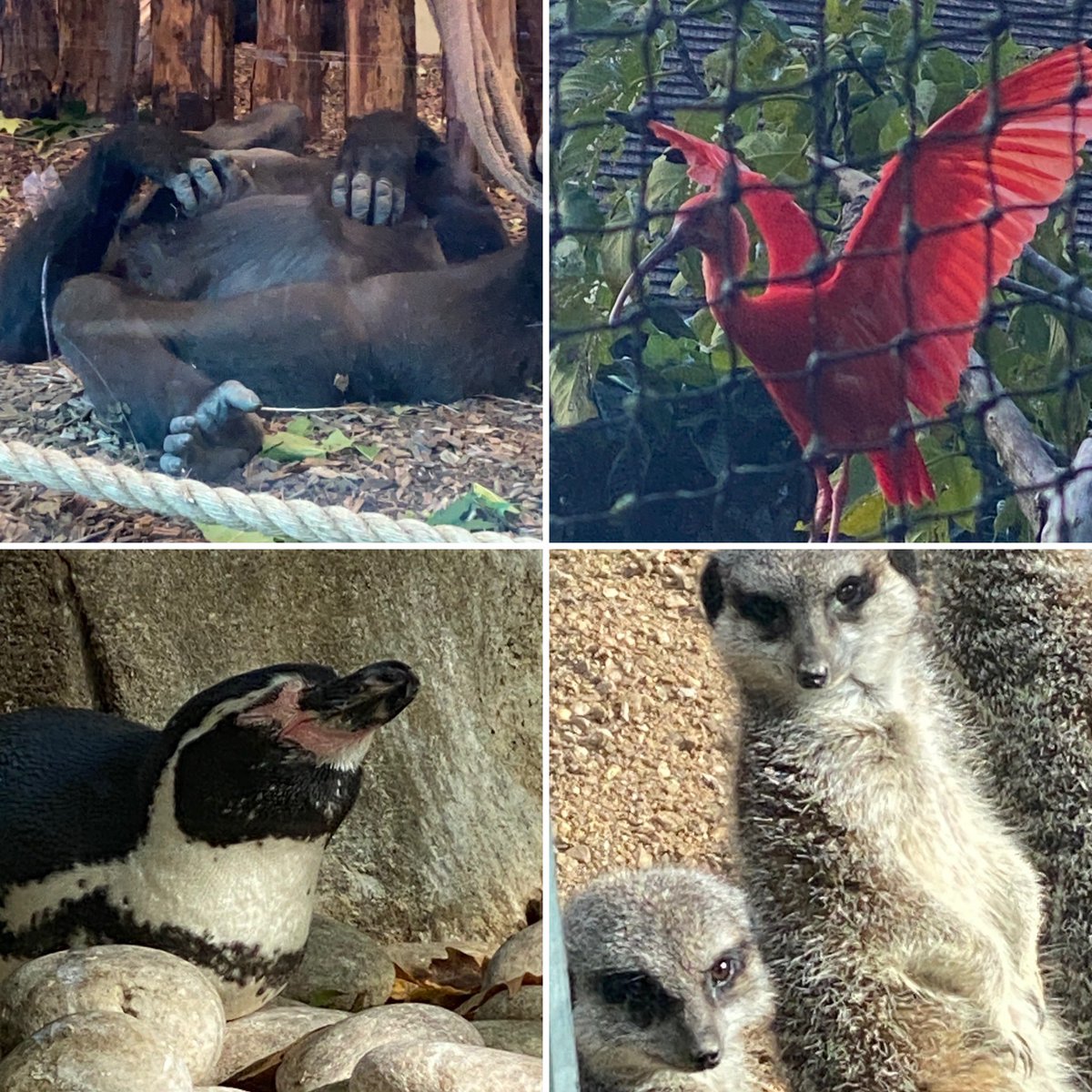 Sun out - on HT - so <a href="/zsllondonzoo/">London Zoo</a> I went-  mum came on a #VirtualVisit through FT - joyous morning - seeing the 3 lions enjoying the sun and not hiding was something special and the gorilla pose made me laugh - giraffes were being shy today can’t have it all - thank you xxx