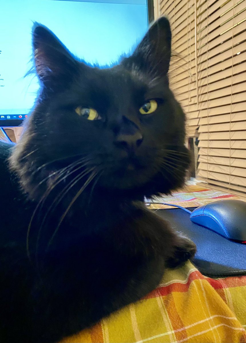 This face says, “There is no way your writing is as important as petting the cat.” Touché. #5amwritersclub #amwriting #writerlife #writingwithcats #amreading https://t.co/aRH8pqsJMy