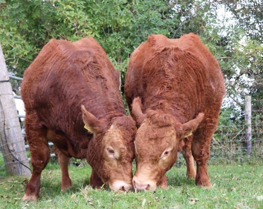 Glenford Pavarotti. Lot No: 63 for sale @ Roscrea Premier Monday 26th October. He is a July 2019 born Ampertaine Foreman son out of the famous Goldies Vitality family.
Extremely docile. Any enquires call PJ - +353876392794, viewing welcome. <a href="/irishlimousin/">Irish Limousin</a>