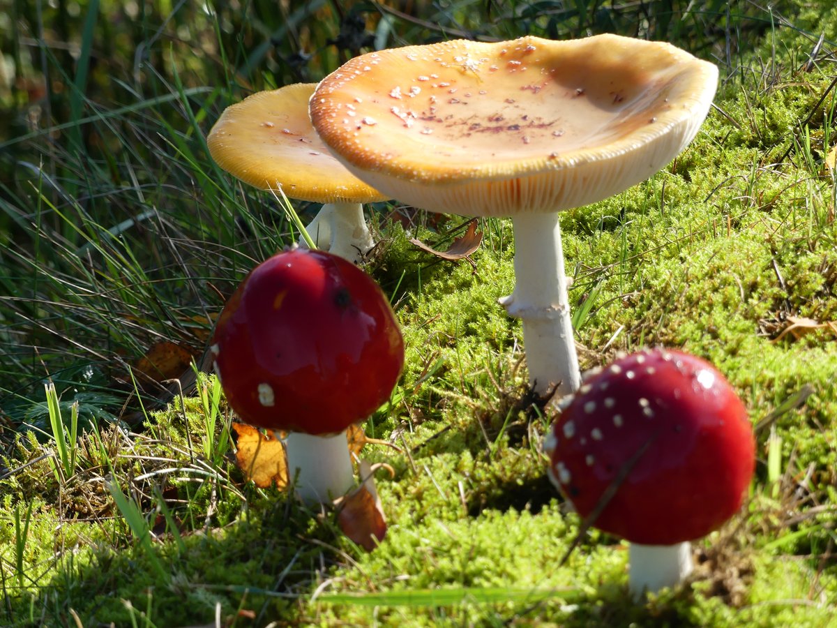 Der kleine Pilzladen. Foto: Manshold #photos #fotografia #fotografie #ostfrieslandfotos #heimat @Ostfriesland_px @kunsthalleemden @EmderZeitung #picture #NaturePhotograph #plants . websites link: https://t.co/UOdwXc6zCy https://t.co/1TdIwZldVK