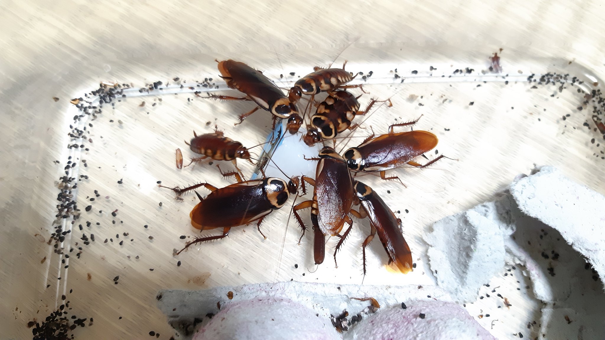 冬虫夏虫 コワモンゴキブリ 広く分布する外来種で害虫種です ٥ 模様も姿も美しいゴキブリなんですがね 笑 クロ ゴキブリを想像していただくと分かりやすいですが アレと同じくらい素早いです T Co J0go65cnsh Twitter