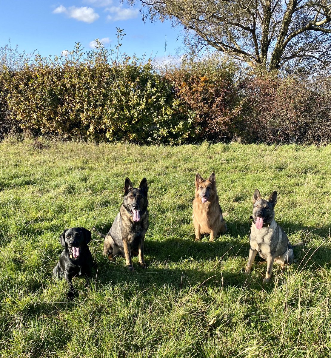 amydeemo's tweet photo. #ThrowbackThursday it’s exactly a year since I got sent my first picture of Jinx the Minx from @AmfidesK9.  A year later she is still a feisty little madam who loves the sound of her own voice! 🐶💙
Our first RD after a long set &amp; a beautiful☀️ walk with the pack #HelloRestDays https://t.co/OwAjxT1eIG