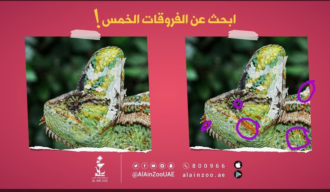@AlAinZooUAE احم احم 😌😎 https://t.co/zf2Hq6Iwmw