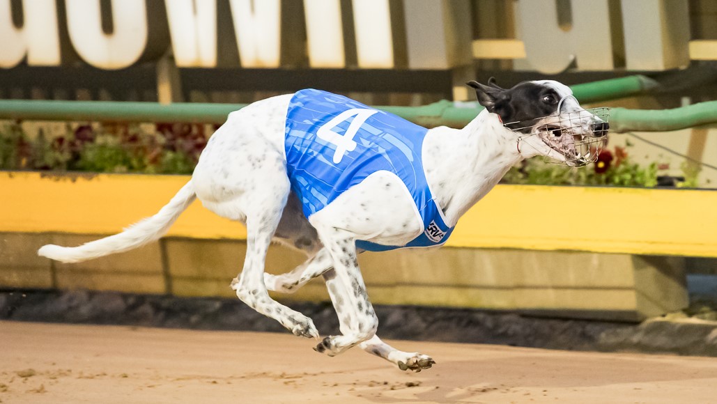 sandowndogs's tweet photo. McCooly's Lad's win last night was a win for the little guys - he weighed in at just 27.9kg!

Let's put it in a bit of context 👇 https://t.co/noHKTh8OoG