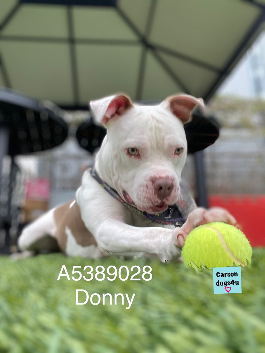 its_only_V's tweet photo. In celebration of #MakeADogsDay meet Donny available at Carson Shelter in Gardena, California https://t.co/7VihBOPmAi