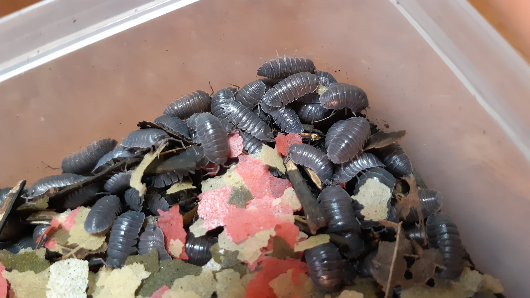 冬虫夏虫 クロアチアハナダカダンゴムシ 名前の通りクロアチア原産のダンゴムシです 笑 成体のサイズはオカダンゴムシより少し 小さいくらいです 地味な種ですが 渋さがあって好きです T Co Zmfptfjpjj Twitter