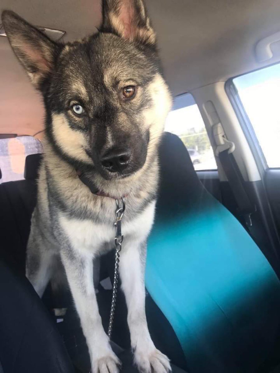 KizzysPlace's tweet photo. MJ came to us when his owner was stranded at the vet hospital, unable to pay for the emergency surgery he needs. We got him to our vet last night but we’ve only raised 1/4 for the 2k he needs. Please help us!#MakeADogsDay 
https://t.co/c6aDcg4JBj or via Venmo at kizzys-place https://t.co/WtHqBYEz6D