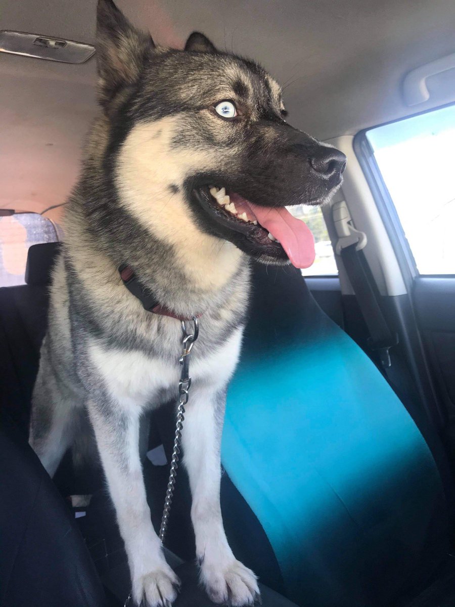 KizzysPlace's tweet photo. MJ came to us when his owner was stranded at the vet hospital, unable to pay for the emergency surgery he needs. We got him to our vet last night but we’ve only raised 1/4 for the 2k he needs. Please help us!#MakeADogsDay 
https://t.co/c6aDcg4JBj or via Venmo at kizzys-place https://t.co/WtHqBYEz6D