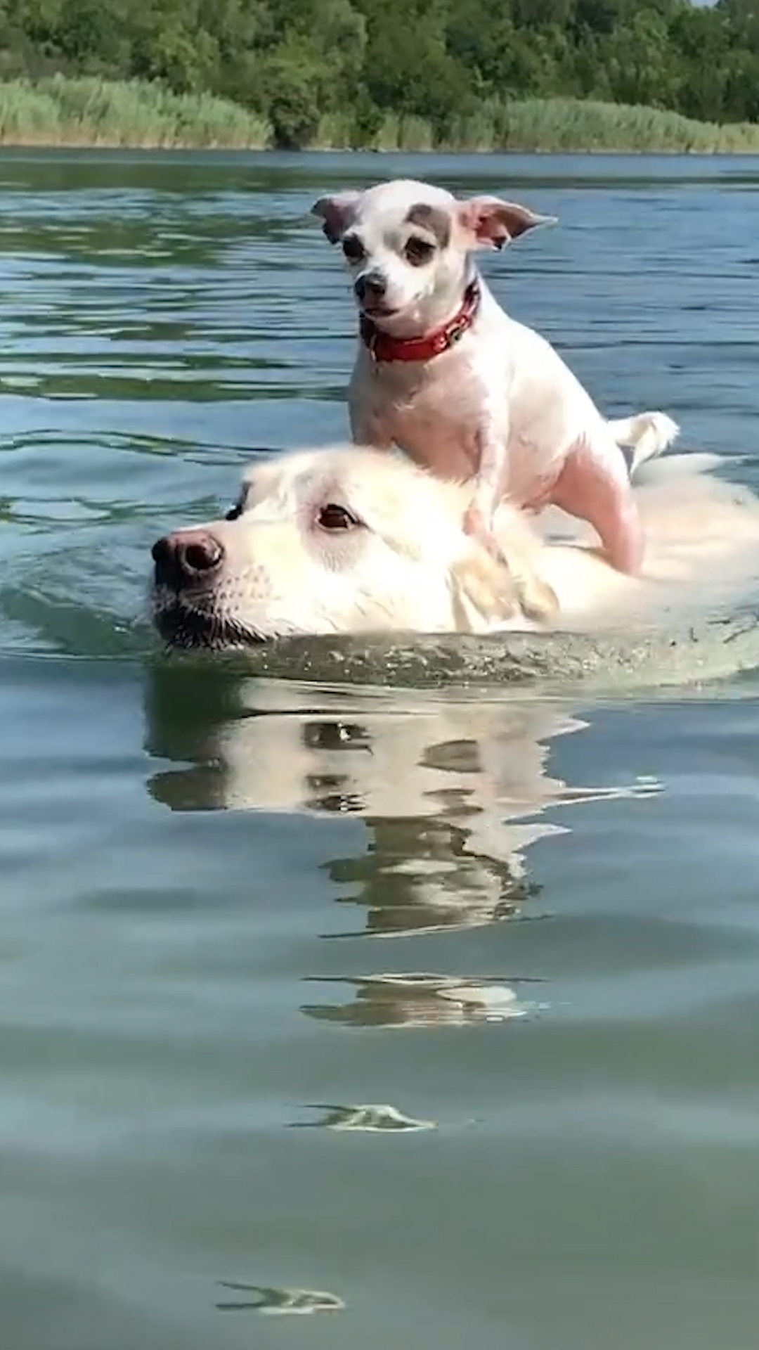 The Dodo On Twitter This Tiny Dog Hops On His Big Brother Everywhere