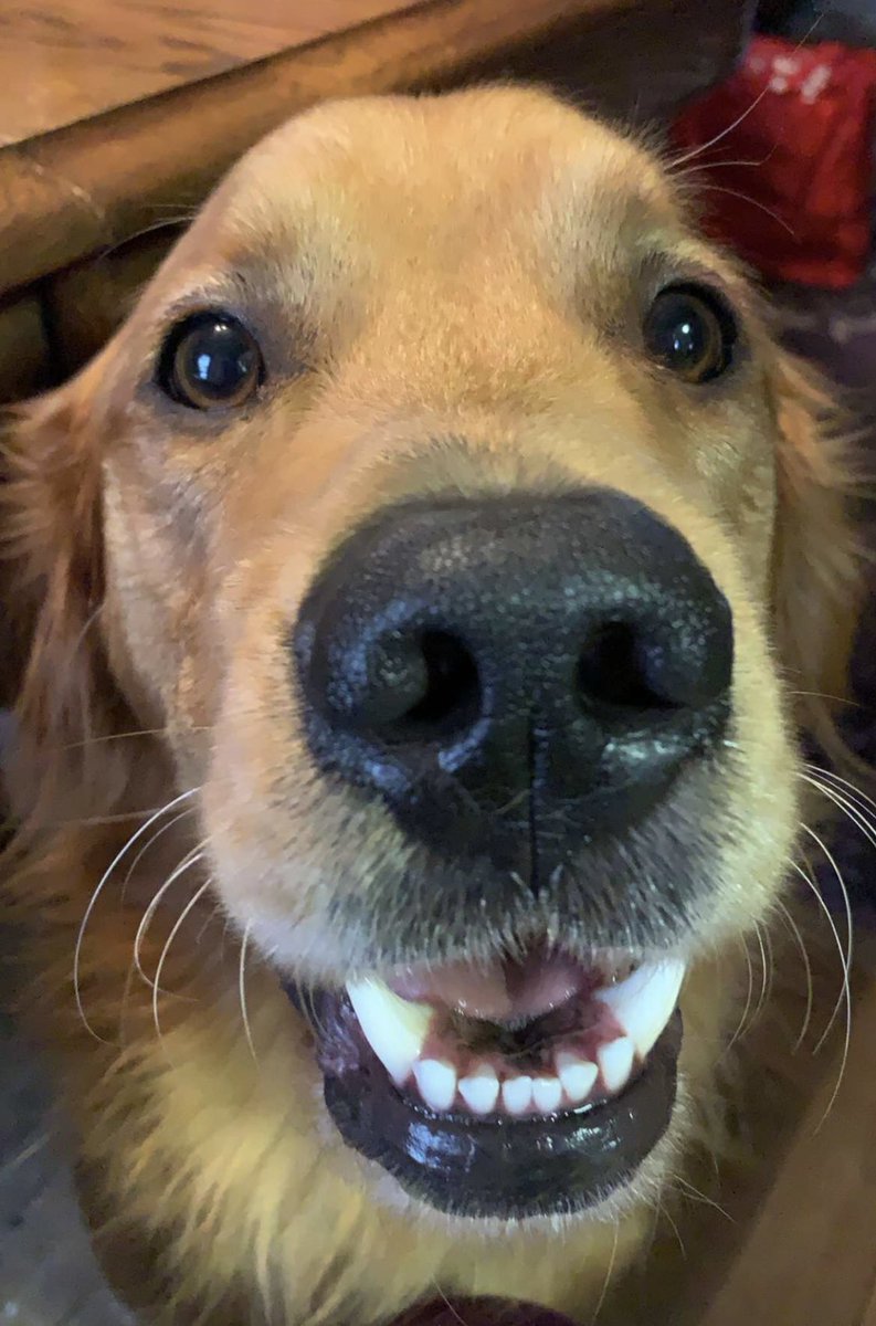 if ollie can brush his teeth, u can brush urs #plzbrushyoteef