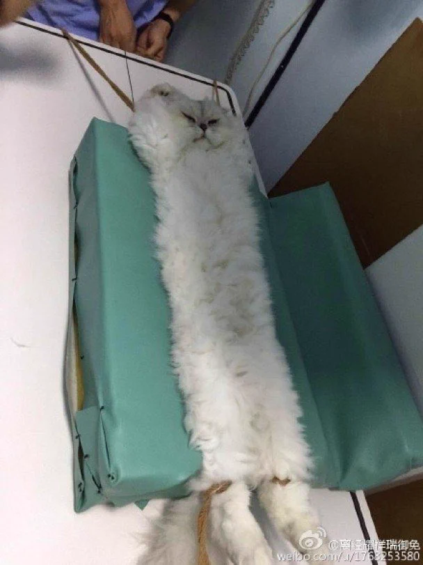 まるでお掃除道具…？病院で暴れないように拘束されてしまった猫…