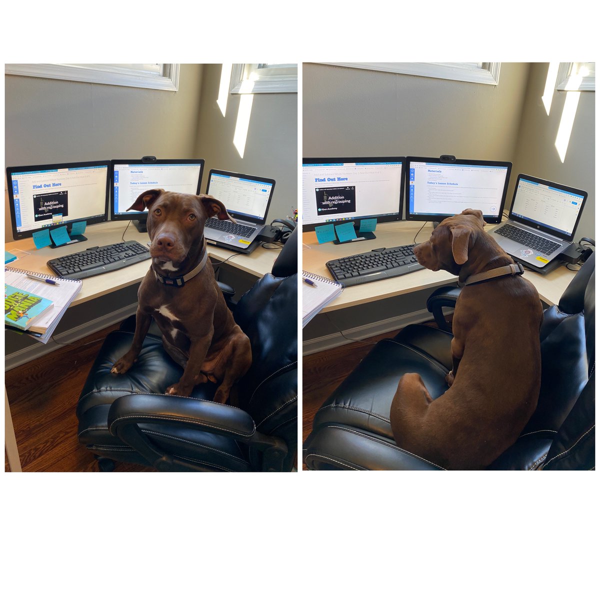 PALCS's tweet image. How adorable is 4th Grade Teacher, Ms. Jessica Donegan&apos;s pup, Braden?! (He likes to help her out with grading.) Ms. Donegan has been with PALCS for 8 years. She truly enjoys watching her students grow and succeed each day. 
#HomeWorkSpace