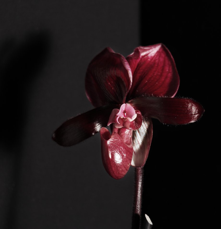 You can find Giuseppe Bessero Belti in Issue #5! Coming soon...
Giuseppe Bessero Belti @giuseppebesserobelti #giuseppebesserobelti #art #artandscience #sciart #orchid #botany #evocativebotany #plantart #orchidart #esquaredmagazine