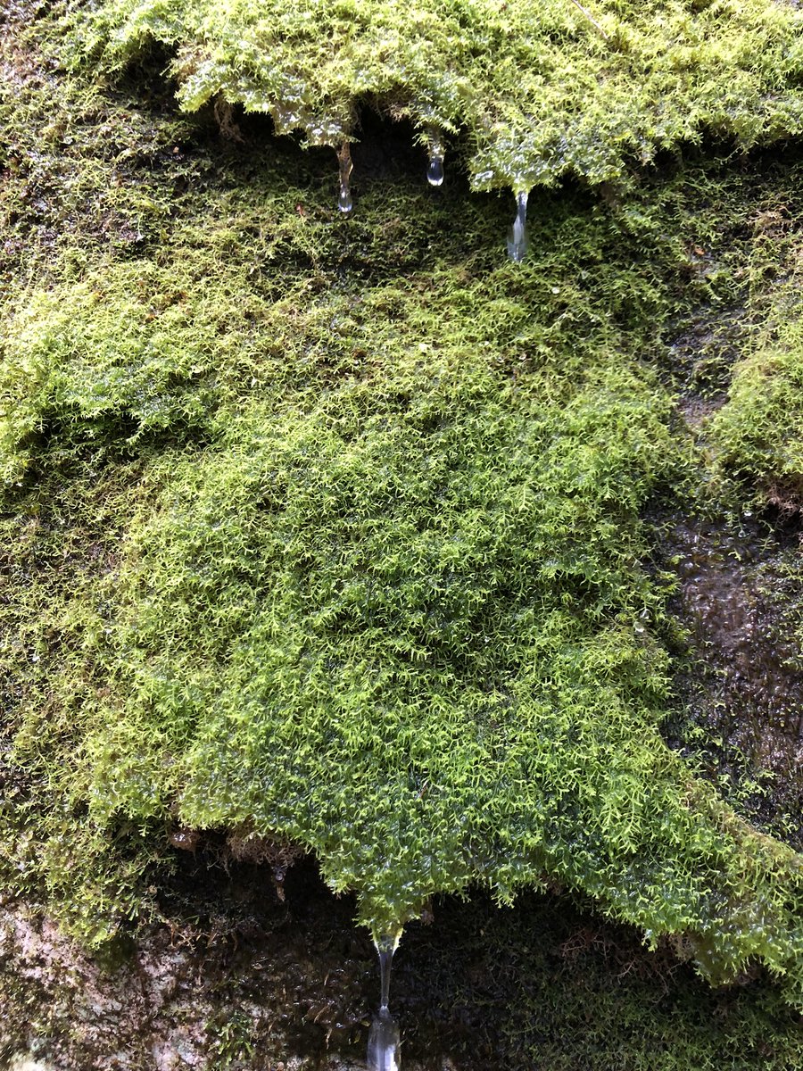 @upwordrise @up_photo_theme 『 #苔 』
苔とイワシミズ
#半国山 https://t.co/Xb1Ms0SP2w