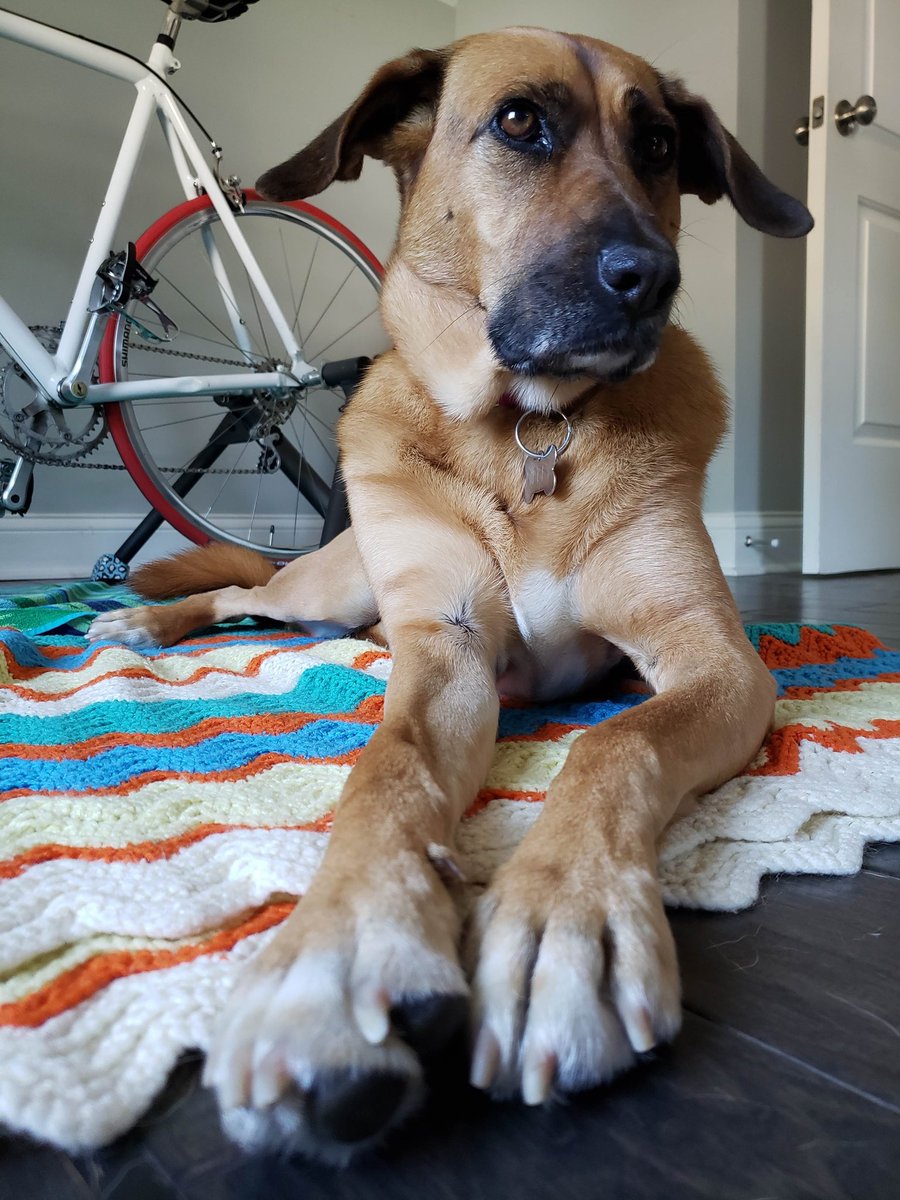 I hear today is #MakeADogsDay. Here's a photo of my dog. She makes my day every day.