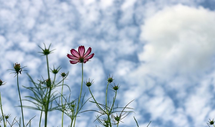 oops1945's tweet image. 인생에 있어
모범 답안을 가르쳐 주는 중요한 열쇠는
무슨 일을 시도할 때마다 
성공하는 것이 아닙니다.

실패할 때에도 포기하지 않고 
다시 한번 시도하는 것입니다.

- 좋은글 중에서...