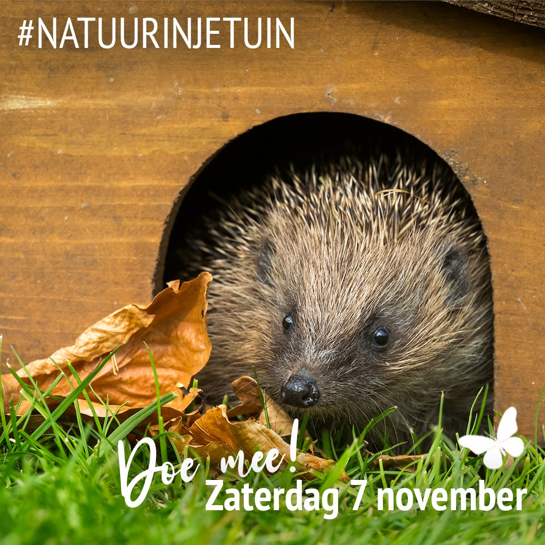 Op zaterdag 7 november lanceren we de actie #natuurinjetuin Doe je mee? groeneruimte.nl/nieuws/bericht… #natuurwerkdag #samenvoorbiodiversiteit