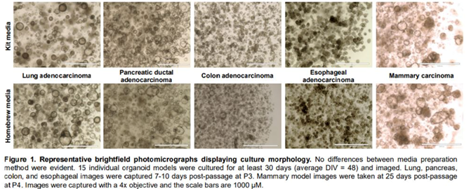 ATCC_LGC's tweet photo. This week we're participating in the @embl virtual conference on ‘#Organoids: Modelling Organ Development and Disease in 3D Culture’ 🤩

Check out the posters we will be presenting on optimising growth conditions for propagating human #CancerOrganoids:
https://t.co/jWBHdpuD5h https://t.co/syvpJv2O19