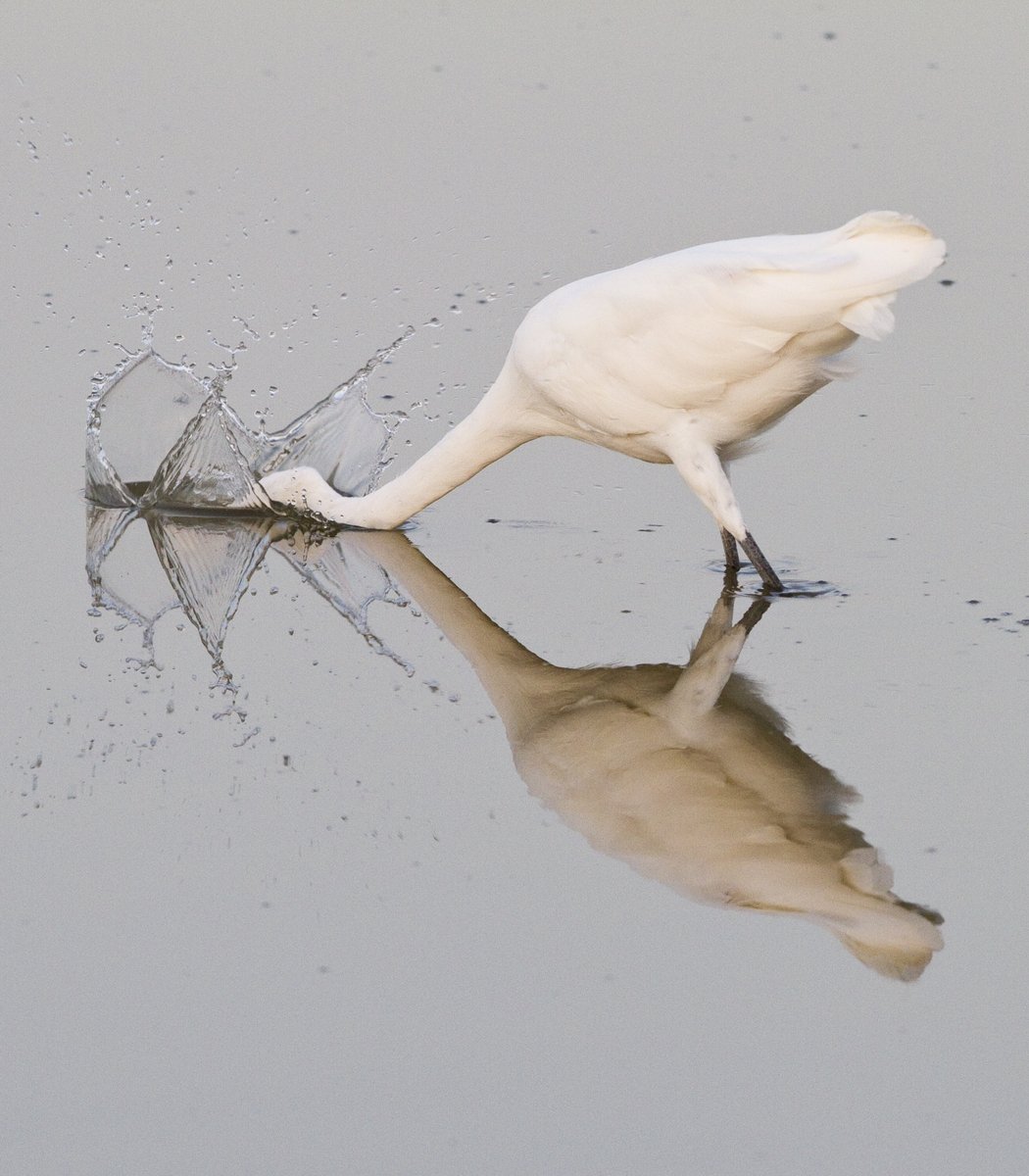 Chesapeake Bay Foundation tweet media