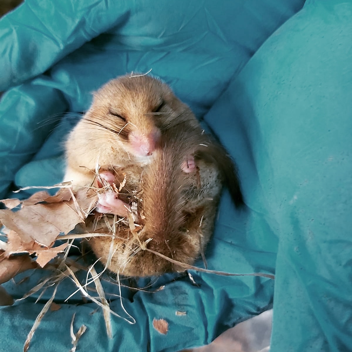 Today I saw this very chunky dormouse weighing in at 40g (previously the heaviest I had seen was 32g) having got home and checked it turns out only 20 dormice have ever been found since the 80s that are this heavy.  I want to know what he's been eating 🌰 <a href="/ScopesEllie/">Ellie Scopes</a>